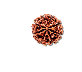 8 Mukhi Rudraksha