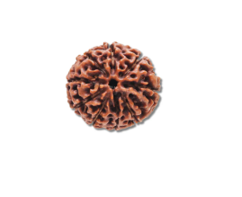 9 Mukhi Rudraksha