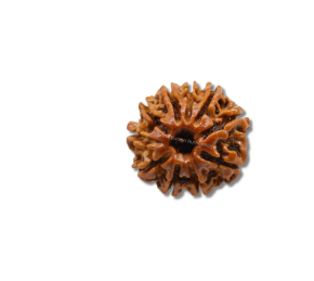 10 Mukhi Rudraksha