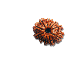 11 Mukhi Rudraksha