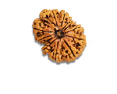 12 Mukhi Rudraksha