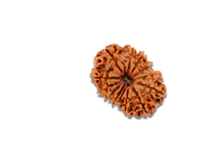 13 Mukhi Rudraksha