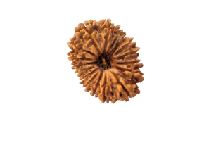 17 Mukhi Indonesian Rudraksha