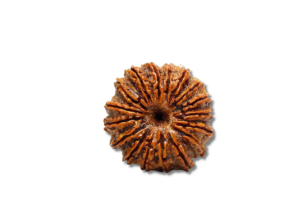 18 Mukhi Indonesian Rudraksha