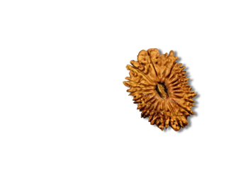 19 Mukhi Indonesian Rudraksha