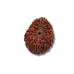20 Mukhi Indonesian Rudraksha